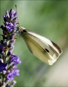 Biodiversità, Courtesy of biro46, Flickr.com