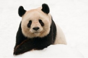 panda courtesy of wwf.it