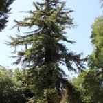sequoia_bologna_villamelloni_fratus_2012